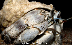 Hermit Crab, 
Dahab ,
 by Adolfo Maciocco 